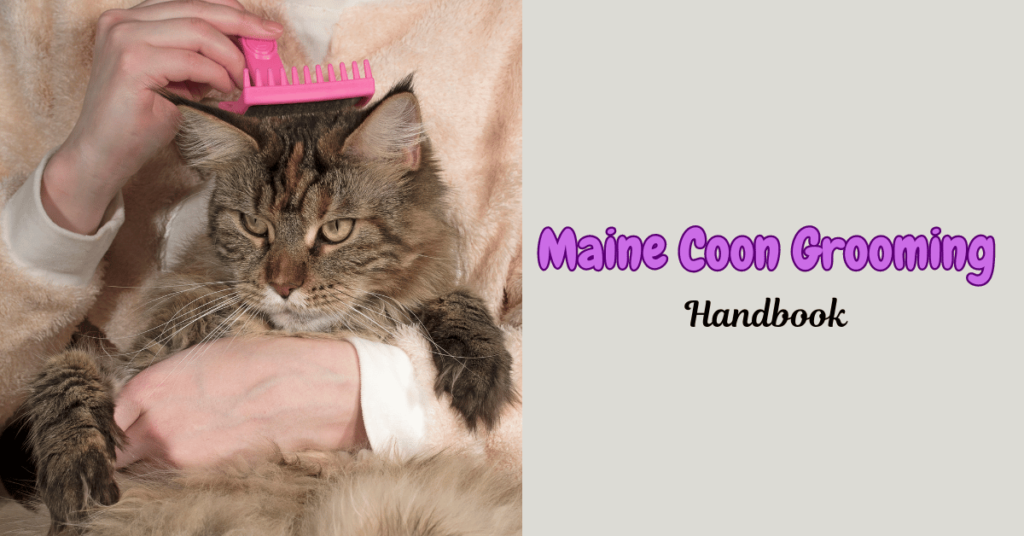 Maine Coon Grooming Featured Image