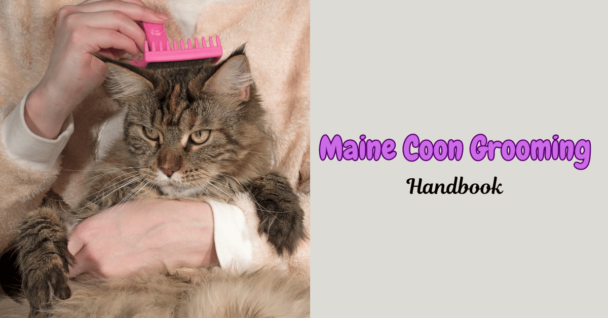 The Ultimate Maine Coon Grooming Handbook: Sleek Secrets