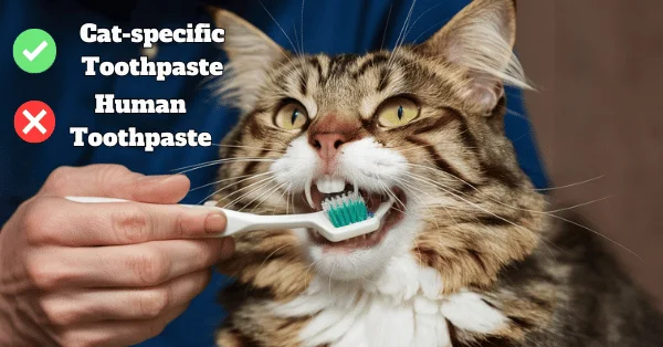 Owner cleaning a Maine Coon's teeth with cat-specific toothpaste, demonstrating proper Maine Coon Grooming and emphasizing the importance of avoiding human toothpaste.