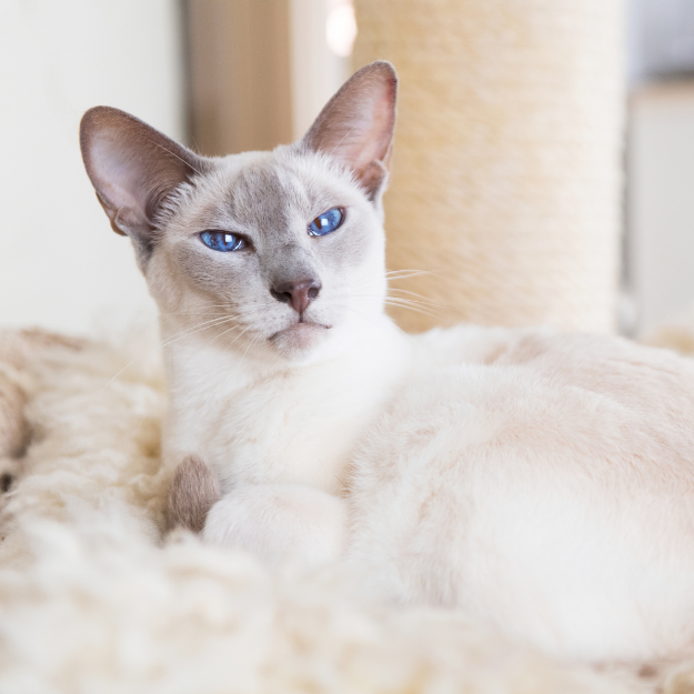 Photo image of an lilac Point Siamese as one of the types of Siamese Cats