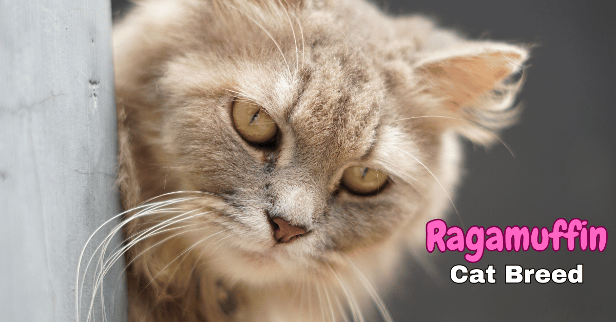 Ragamuffin Cat Breed Featured Image