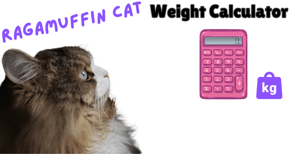 Ragamuffin Cat Weight Calculator Featured Image