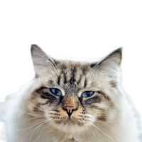 Image of the Ragamuffin cat breed