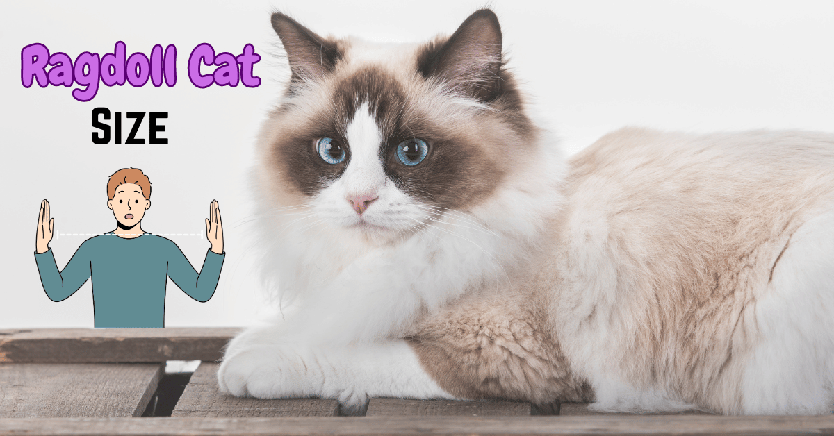 Ragdoll Cat Size Featured Image