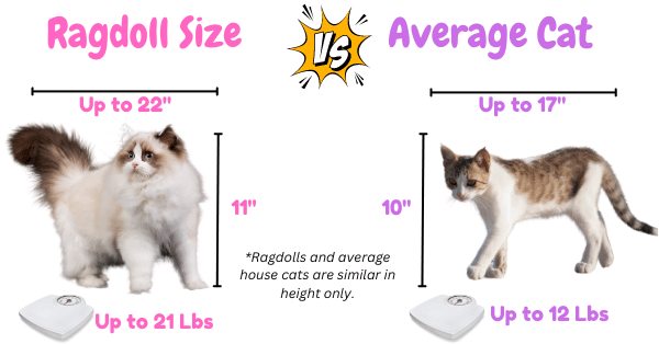 Ragdoll Cat Size Vs Average House Cat Visual 