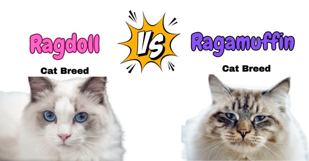 Ragdoll vs Ragamuffin cats Featured Image