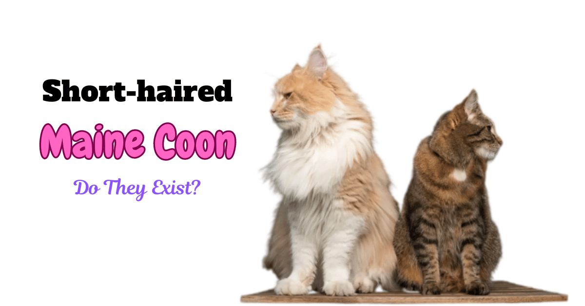 Short-Haired Maine Coons: A Rare Twist on a Classic Breed