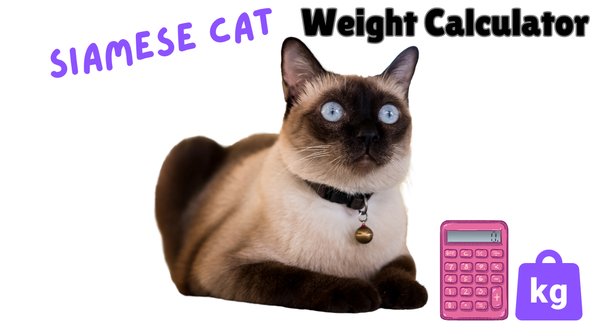 The Ultimate Siamese Cat Weight Calculator: Weigh In on Health