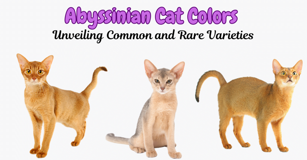 The Abyssinian Cat Colors Featured Image