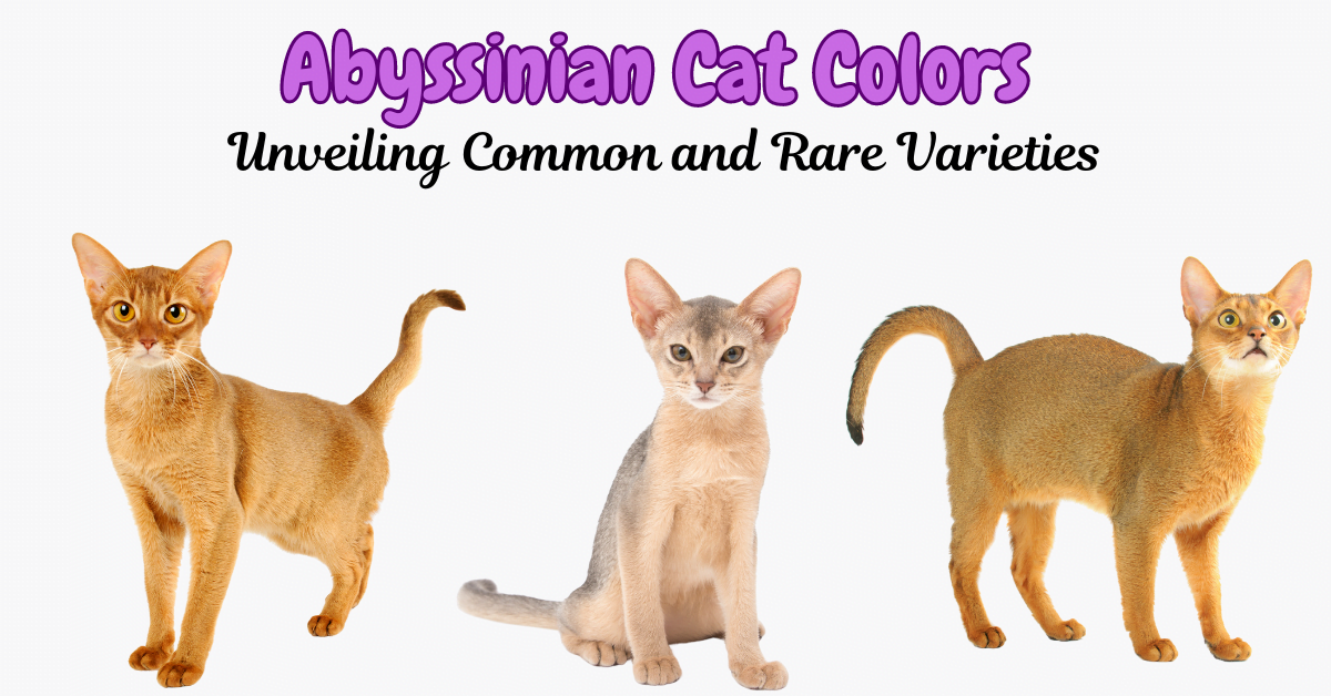 7 Abyssinian Cat Colors: From Common to Rare