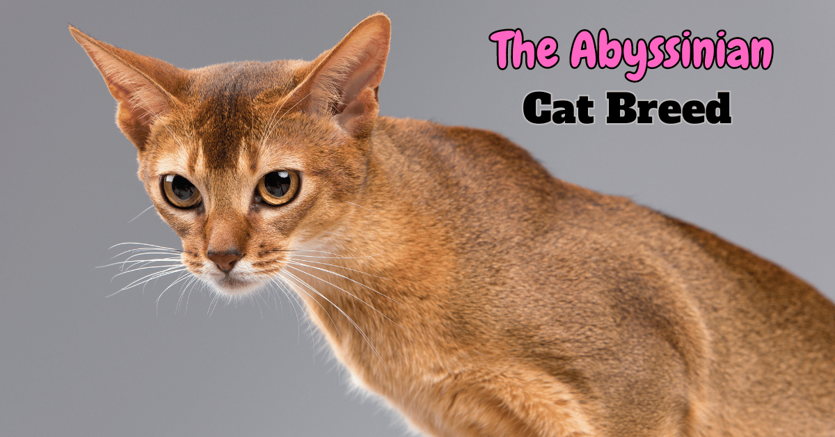 The Abyssinian Cat breed Featured Image