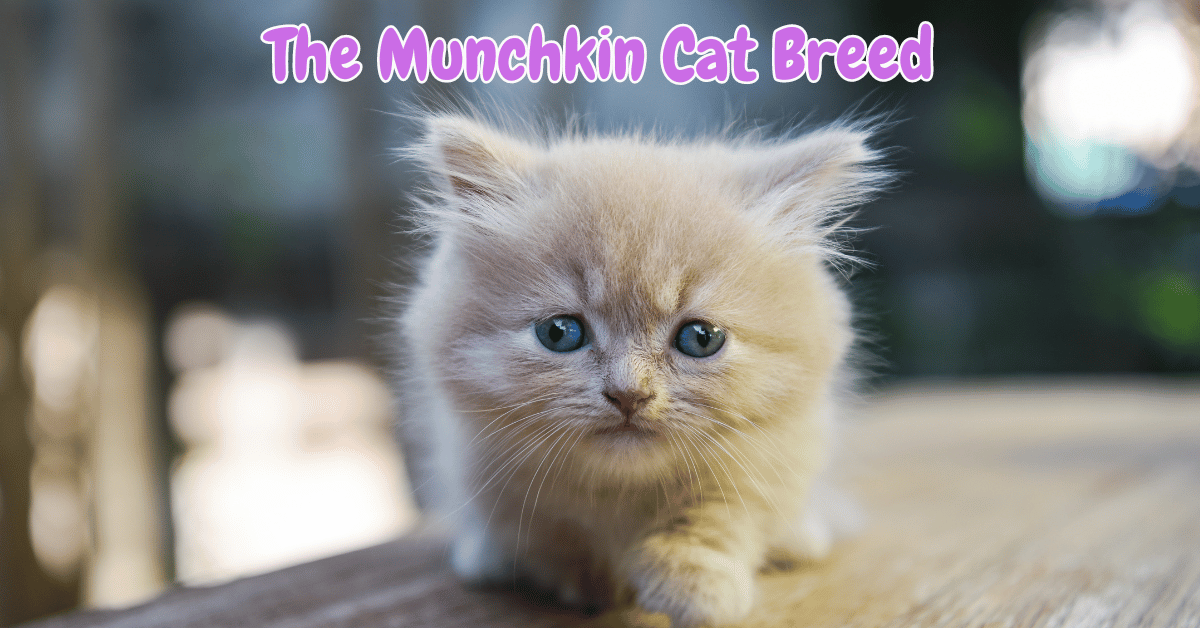 The Munchkin Cat Breed Featured Image