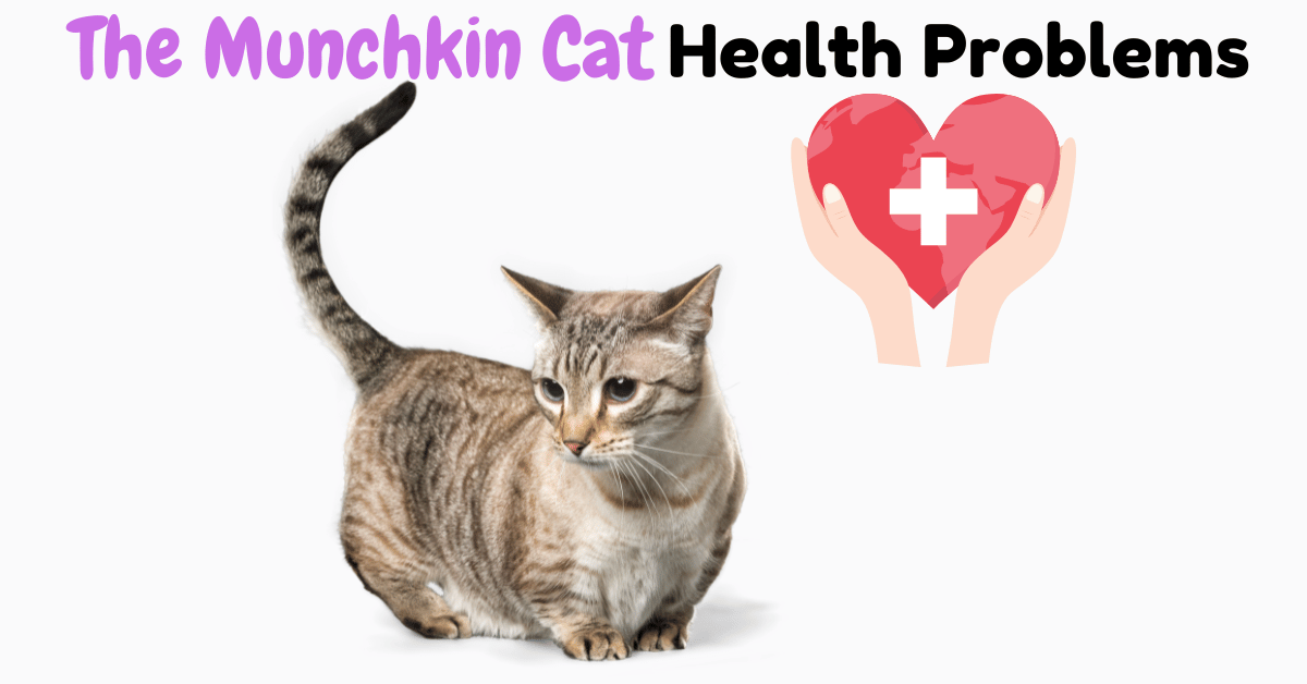 Unveiling the 7 Munchkin Cat Health Problems: A Complete Overview