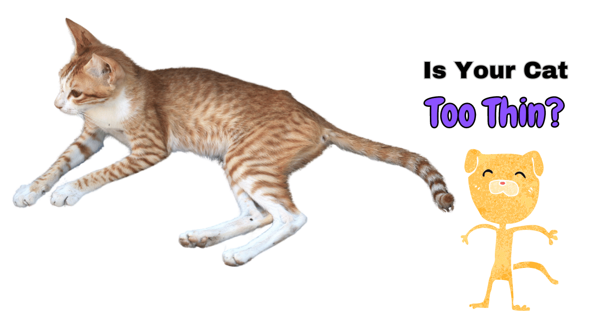 Understanding Underweight Cat Issues: Is Your Cat Too Thin?