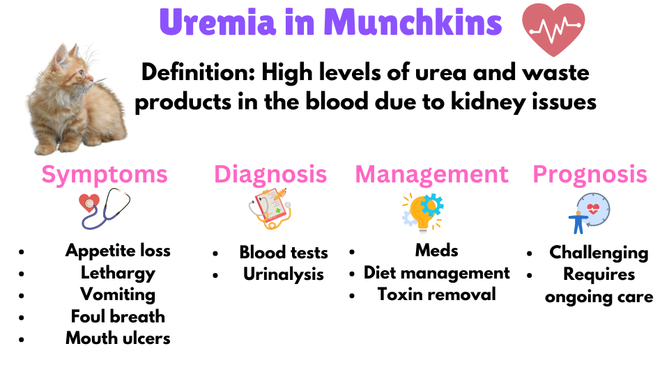 Image Showing the symptoms, diagnosis, management and prognosis of Uremia in Munchkin Cats