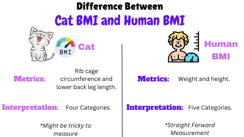 VIsual showing difference between Cat BMI and Human BMI