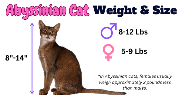 Visual Portraying Abyssinian Cat ideal weight range