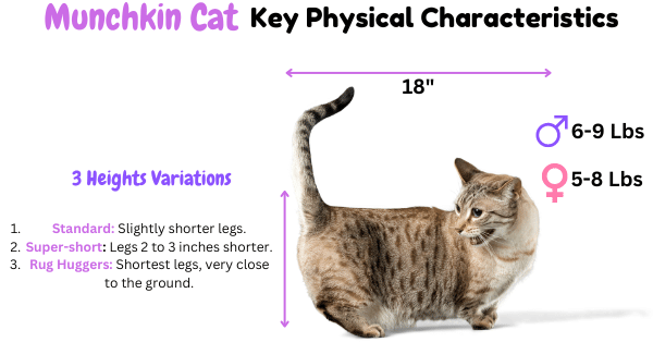 Visual Showing Munchkin Cat Breed Physical Characteristics