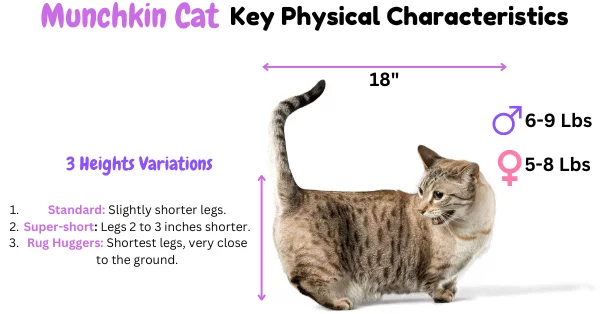 Visual Showing Munchkin Cat Breed Physical Characteristics