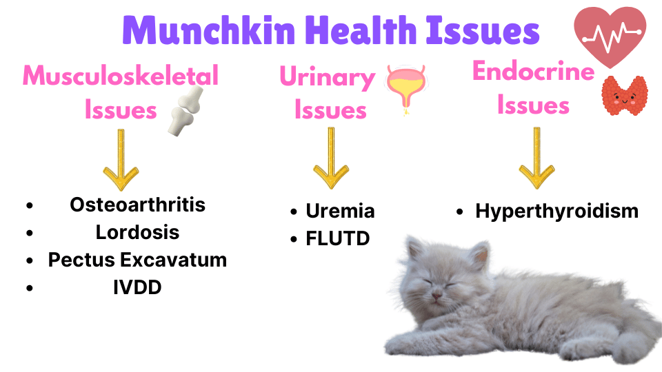 Visual Showing all Munchkin Cat Health Issues