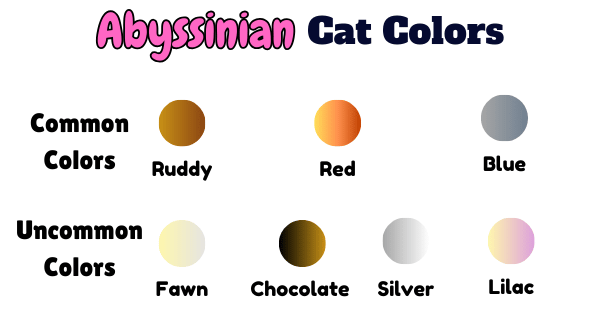 Visual Showing all the different Abyssinian Cat Colors