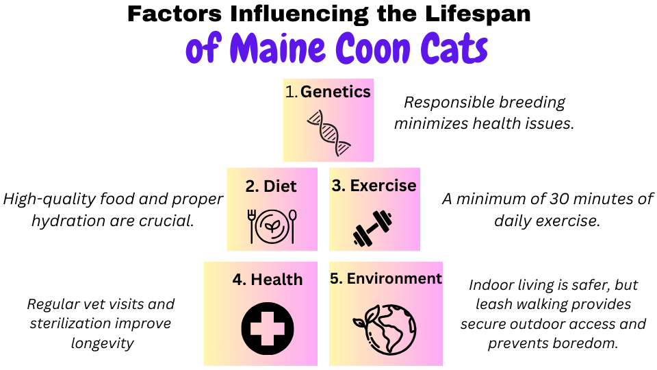 Visual Showing factors influencing the lifespan of Maine Coon Cats.