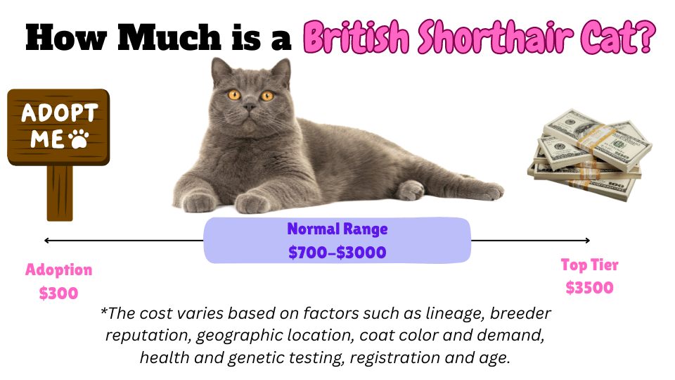 Visual Showing how much is a British Shorthair cat. The visual shows a range between $300 up to $3500