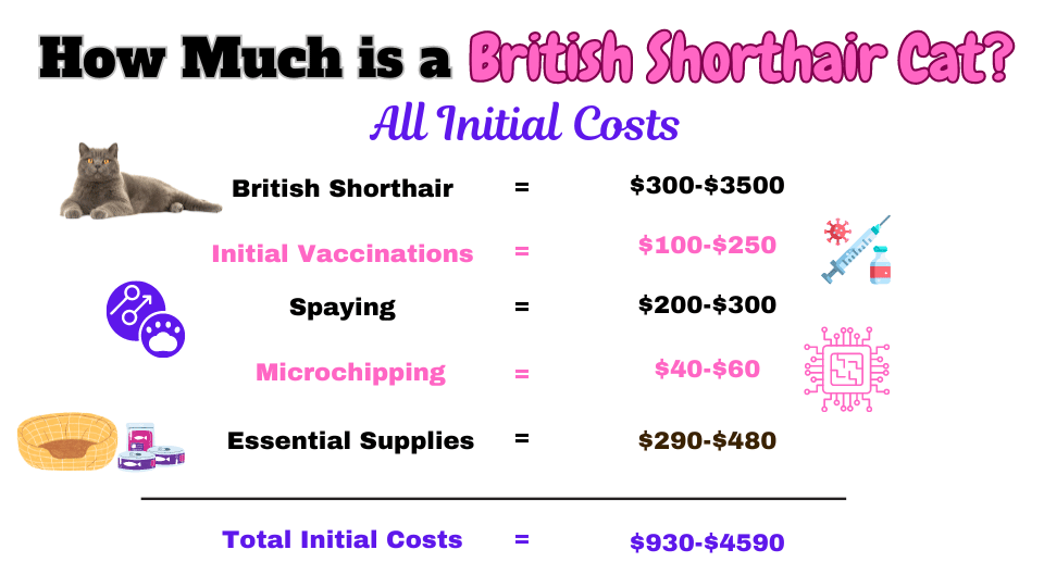 Visual Showing how much is the initial cost of getting a British Shorthair cat