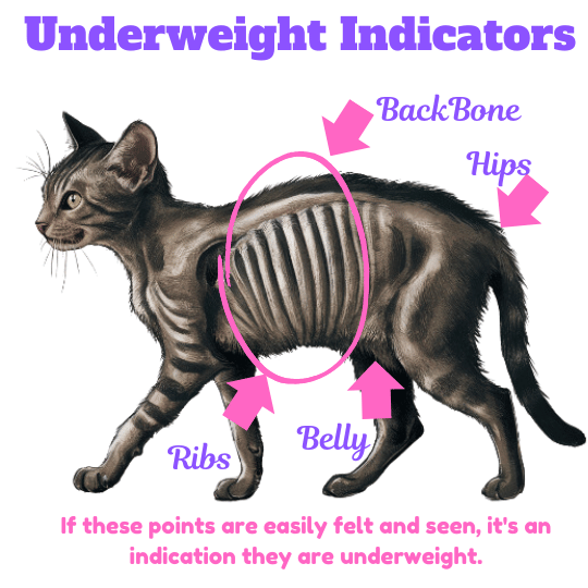 Visual Showing signs of an underweight cat