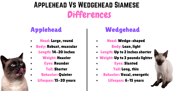 Visual Showing the Applehead vs Wedgehead Siamese Cats differences