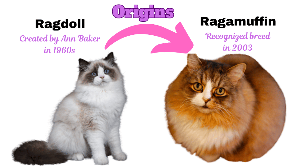 Visual-Showing-the-Origins-and-History-of-Ragamuffin-Cat-breed and how they originated from Ragdolls