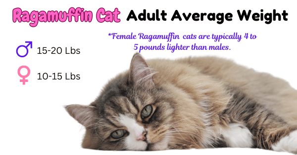 Visual Display of Average Adult Weights for Ragamuffin Cats