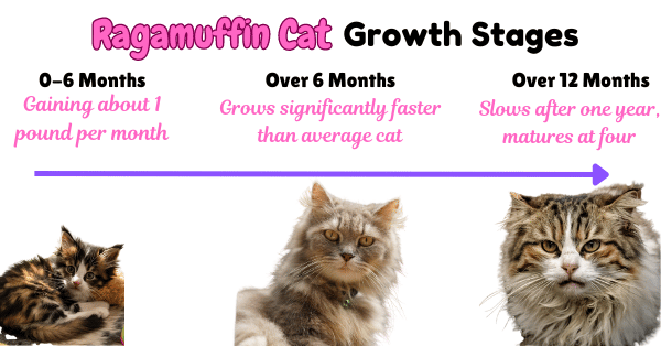 Visual Showing the Ragamuffin Cat growth stages with maturity at 4 years old