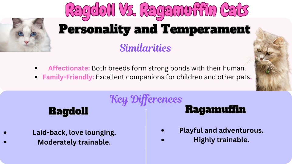 Visual Showing the similarities and key differences in personality and temperament between Ragdolls and  Ragamuffins