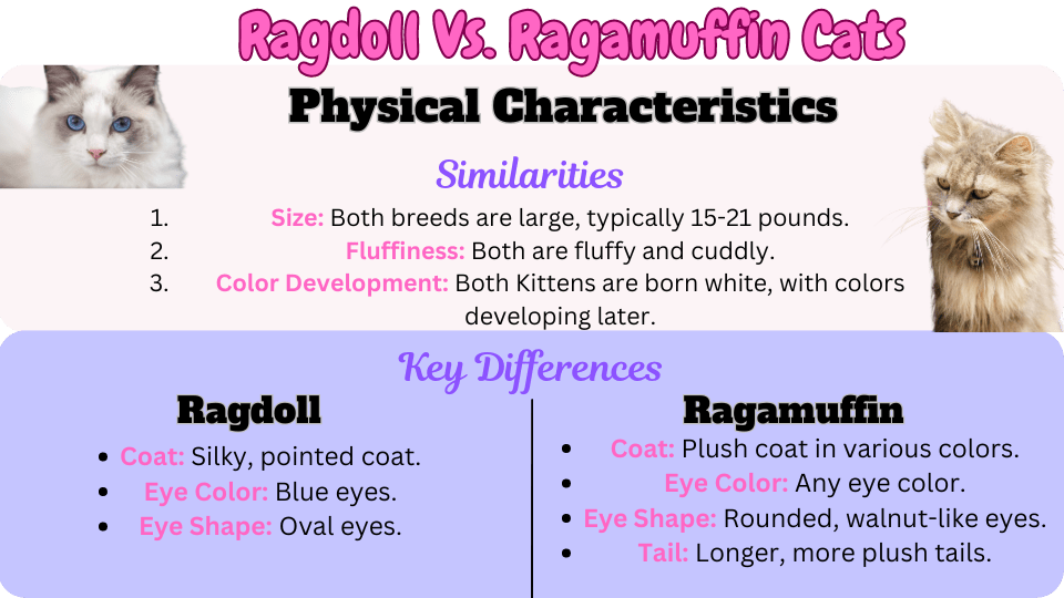 Visual Showing the similarities and key differences in the physical characteristics between Ragdolls and  Ragamuffins