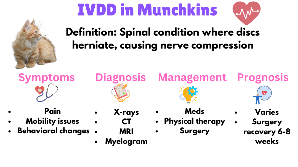 Visual Showing the symptoms, diagnosis, management and prognosis of IVDD in Munchkin Cats