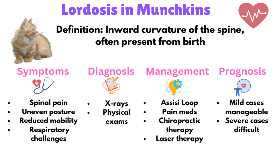 Visual Showing the symptoms, diagnosis, management and prognosis of Lordosis  in Munchkin Cats