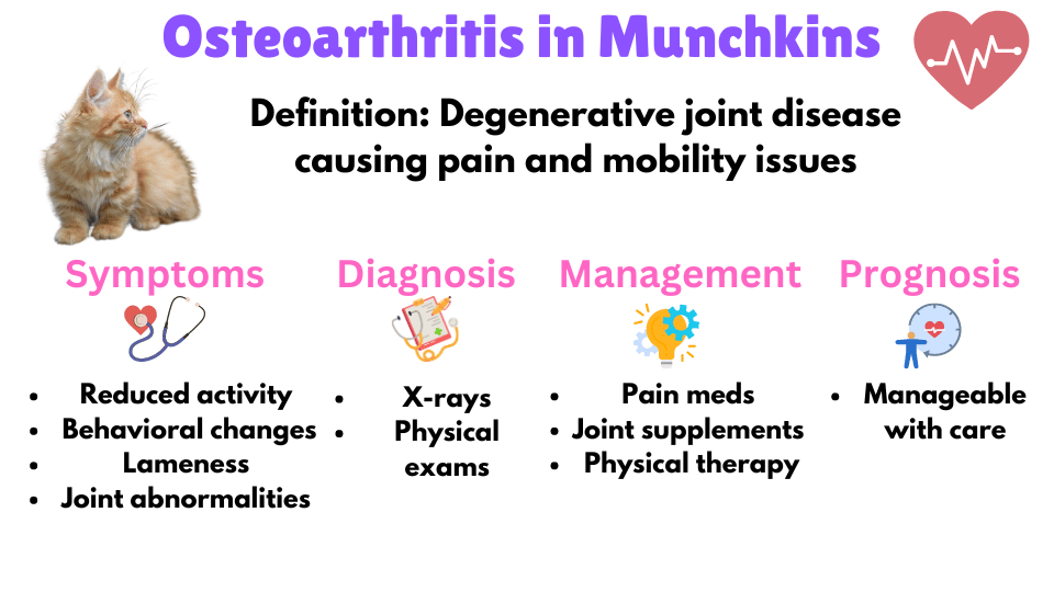 Visual Showing the symptoms, diagnosis, management and prognosis of Osteoarthritis  in Munchkin Cats