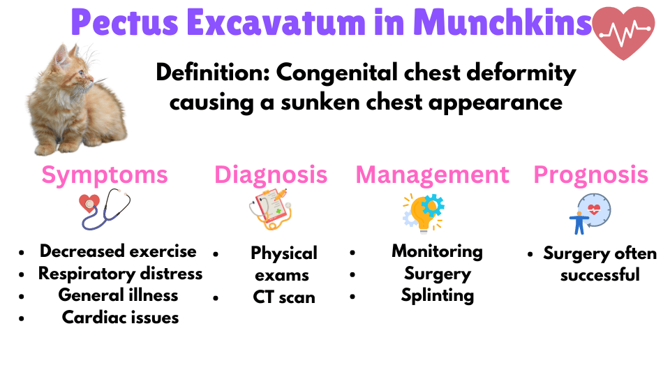 Visual Showing the symptoms, diagnosis, management and prognosis of Pectus Excavatum  in Munchkin Cats