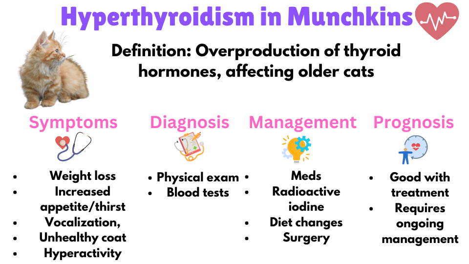 Visual Showing the symptoms diagnosis, management and prognosis of hyperthyroidism in Munchkin Cats