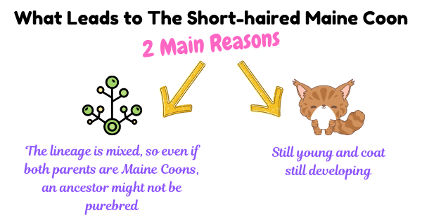 Visual showing 2 main reasons on What leads to the short-haired Maine Coon