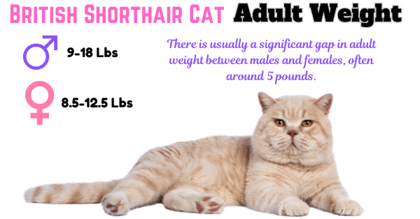 British Shorthair Weight Calculator Stay on Top of Fluff