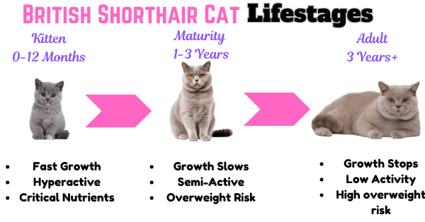 Visual showing British Shorthair Cat lifestages from kitten to adult