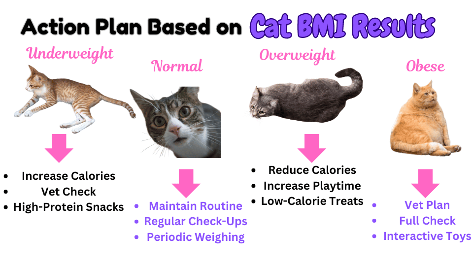 Visual showing action plan based on cat BMI results