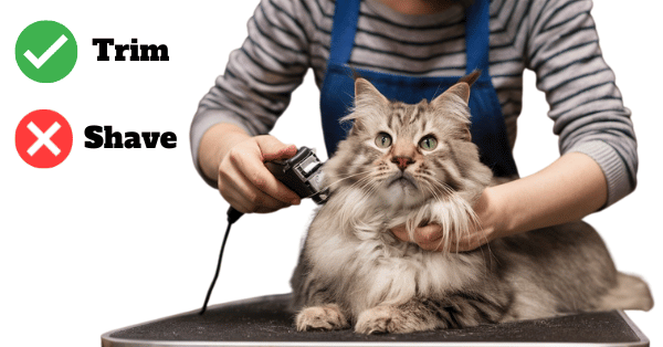 Visual showing that trimming a Maine Coon is okay, but not shaving.