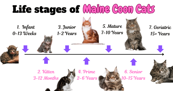 Visual showing the Life stages of Maine Coon Cats from kitten to geriatric