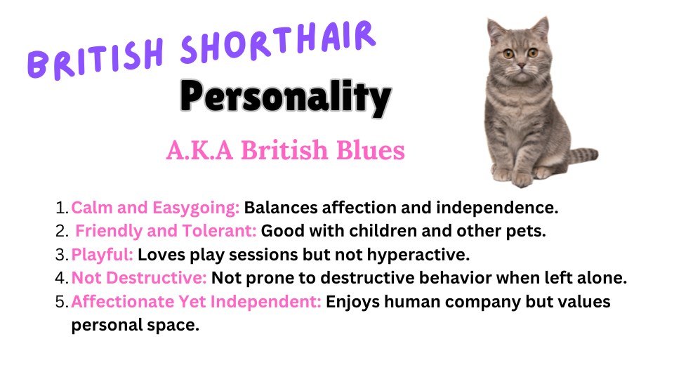 Visual showing the Personality Traits of the British Shorthair Cat breed