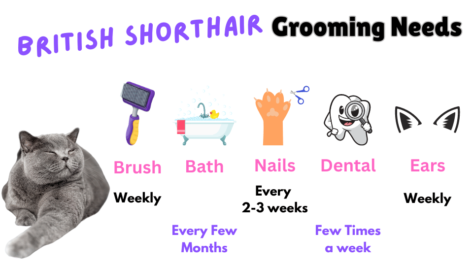 Visual showing the grooming needs of the British Shorthair Cat breed