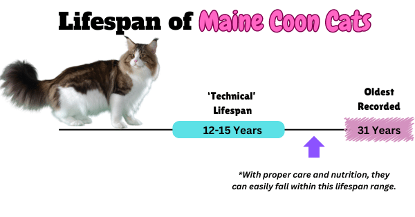 Visual showing the lifespan of Maine Coon Cats 