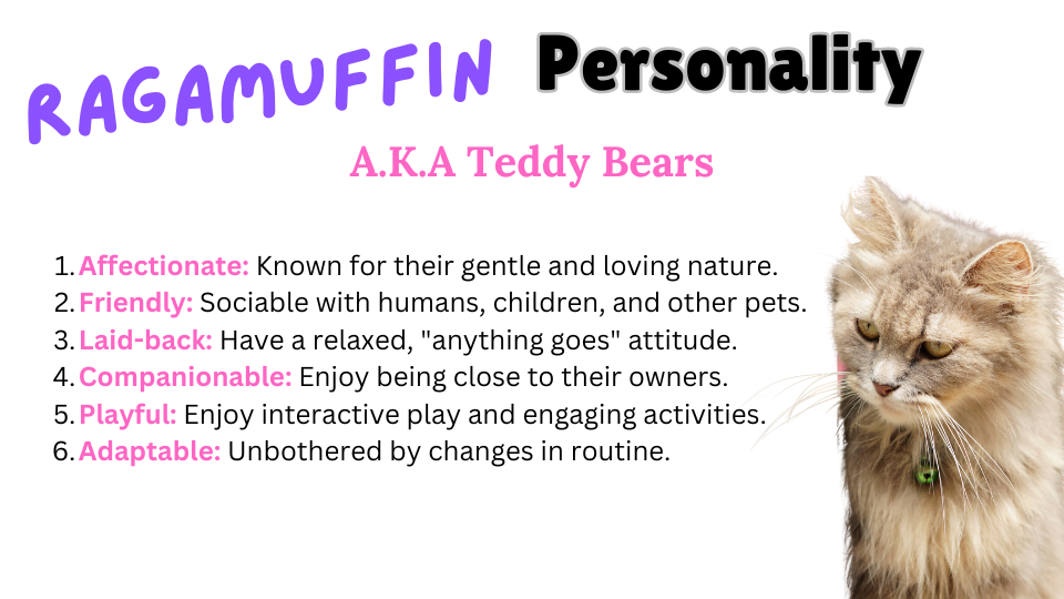 Visual showing the personality traits of the Ragamuffin Cat breed